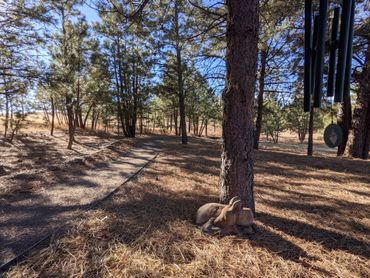 Healing Pines Recovery